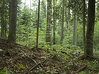 the-forest_OyGzH1.jpg