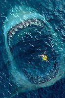 The_Meg6.jpg