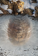 Mufasa: The Lion King (2024)2500 x 3704Poster by BajeeZa